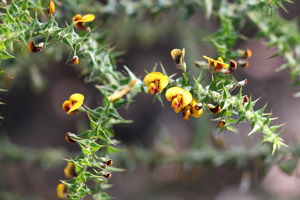 Daviesia villifera (prickly daviesia) (alternate view 6)