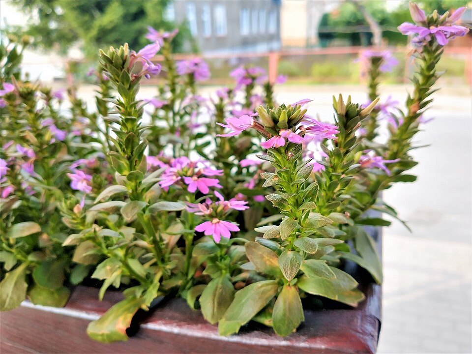Scaevola (fanflowers) (alternate view 2)