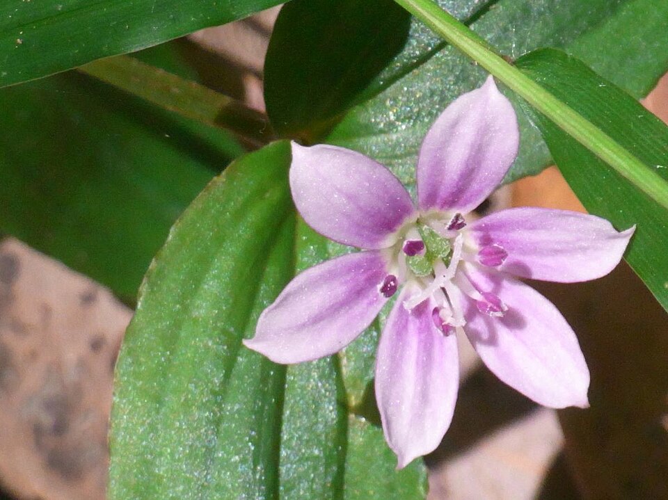 Schelhammera undulata (lilac lily) (alternate view 6)