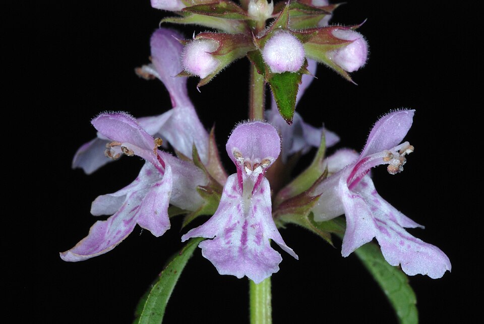Stachys floridana (Florida Hedgenettle) (alternate view 8)