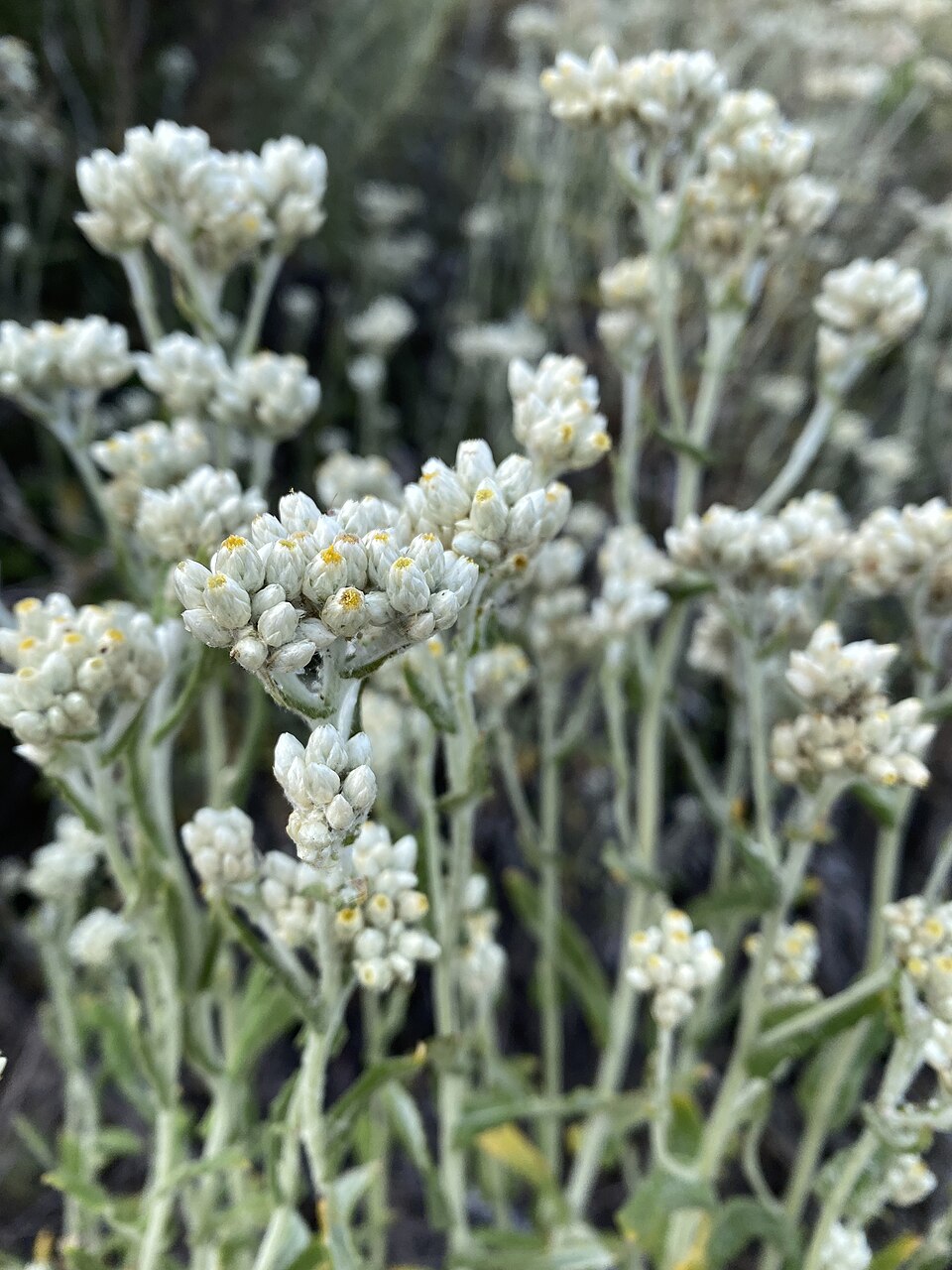 Pseudognaphalium biolettii (two-color rabbit tobacco) (alternate view 2)