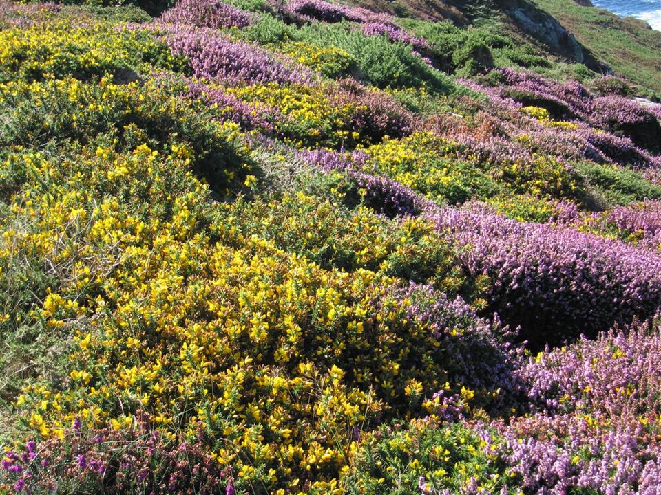 Ulex gallii (Western Gorse)
