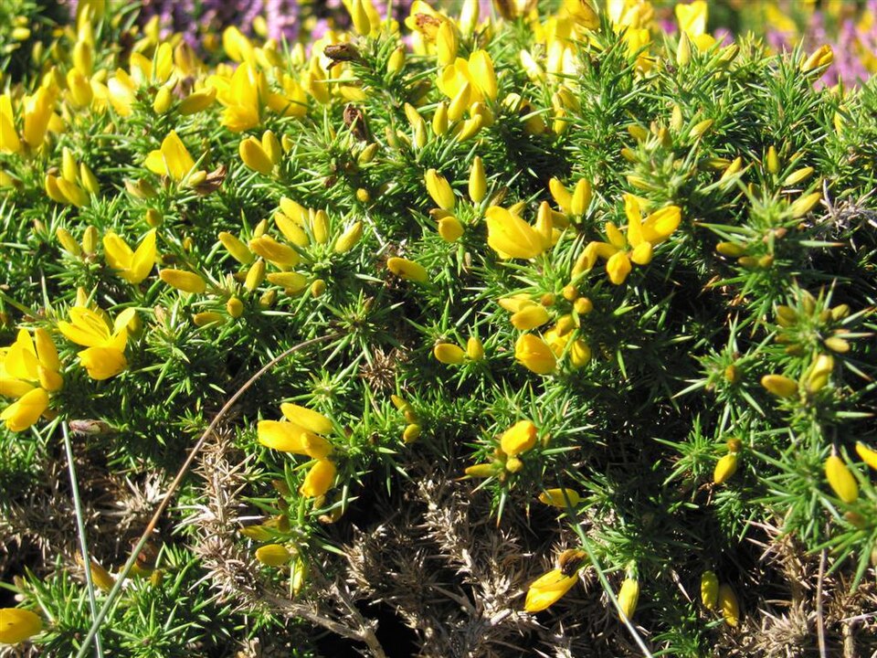 Ulex gallii (Western Gorse)