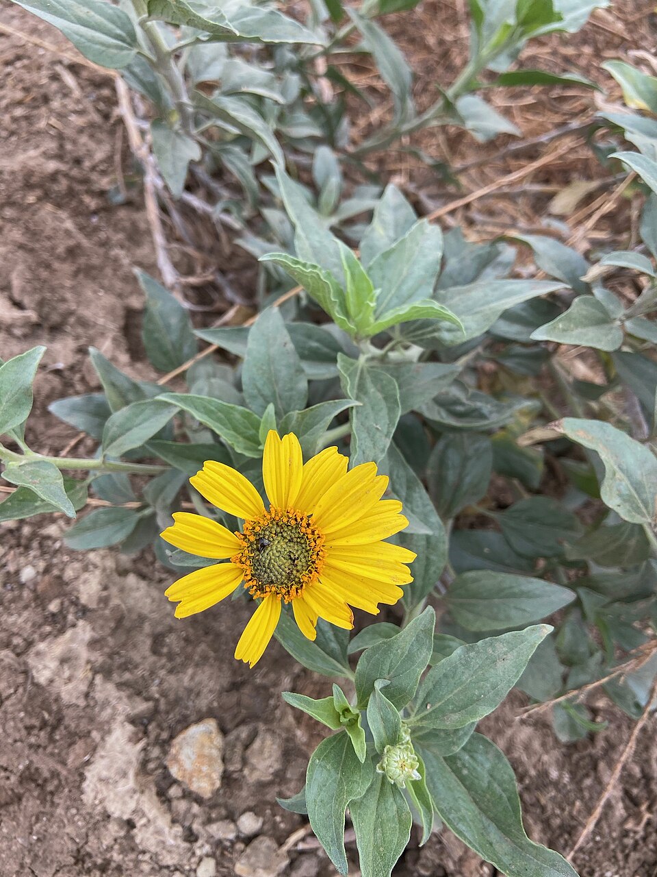 Encelia (brittlebushes)