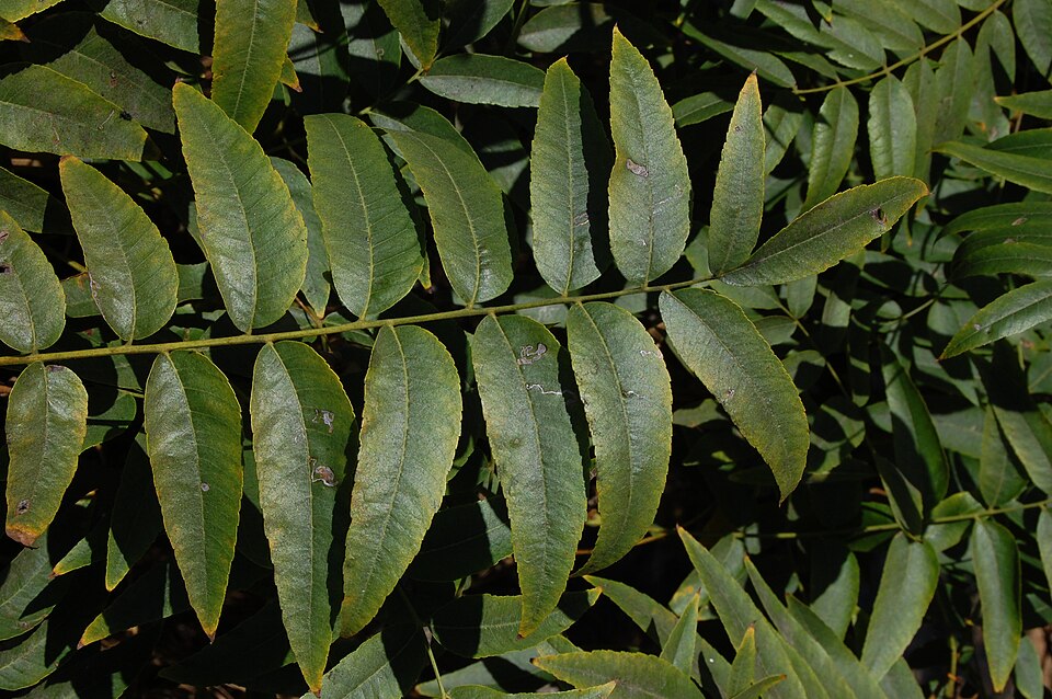 Juglans californica (California Black Walnut)