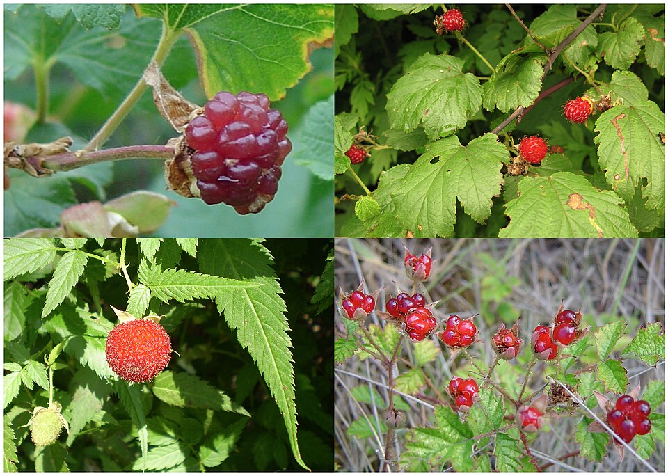 Rubus rosifolius (roseleaf bramble) (alternate view 10)