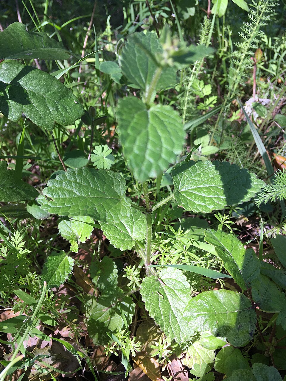 Stachys rigida (Rough Hedgenettle) (alternate view 3)