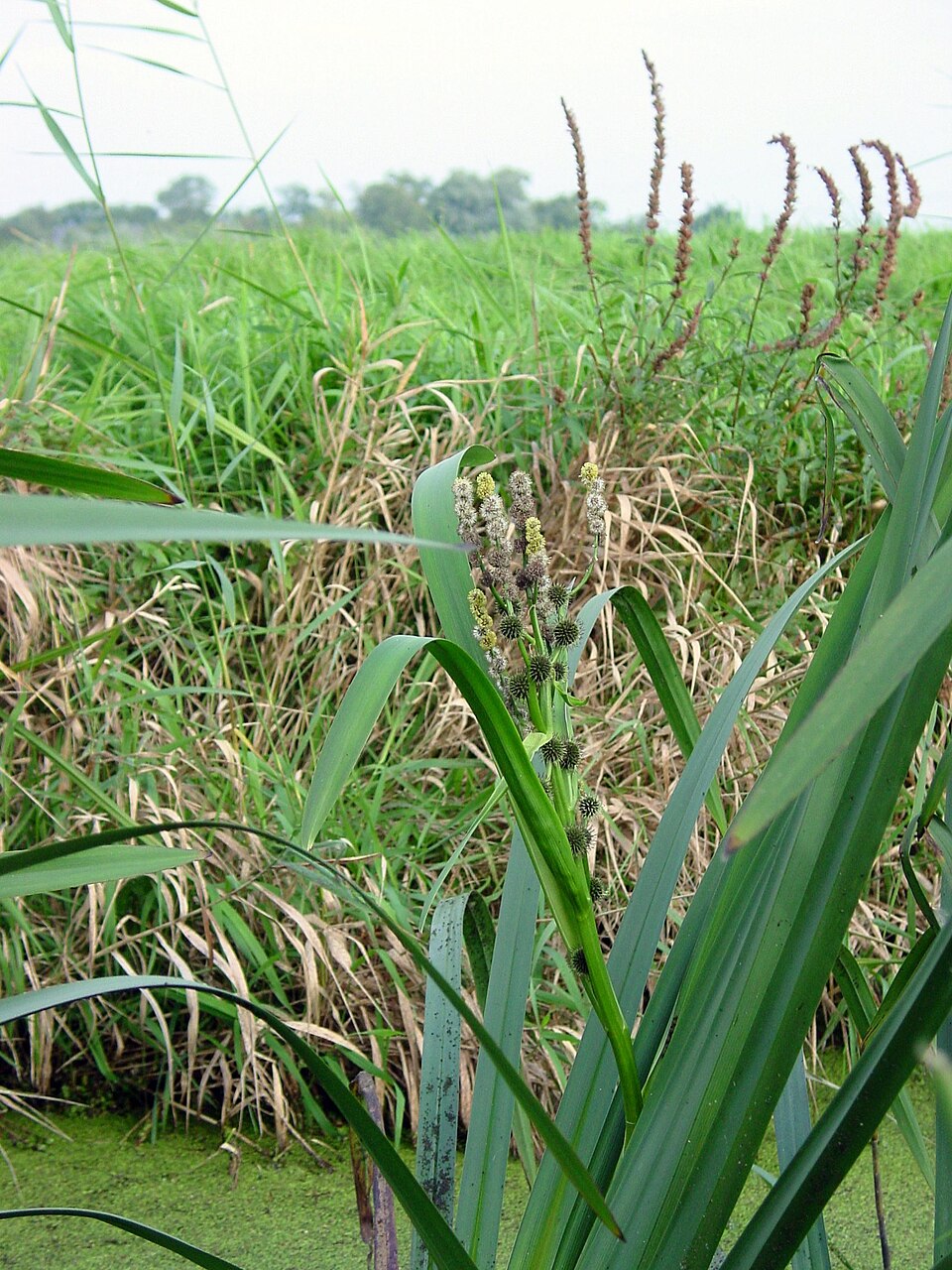 Sparganium erectum (Branched Bur-reed)