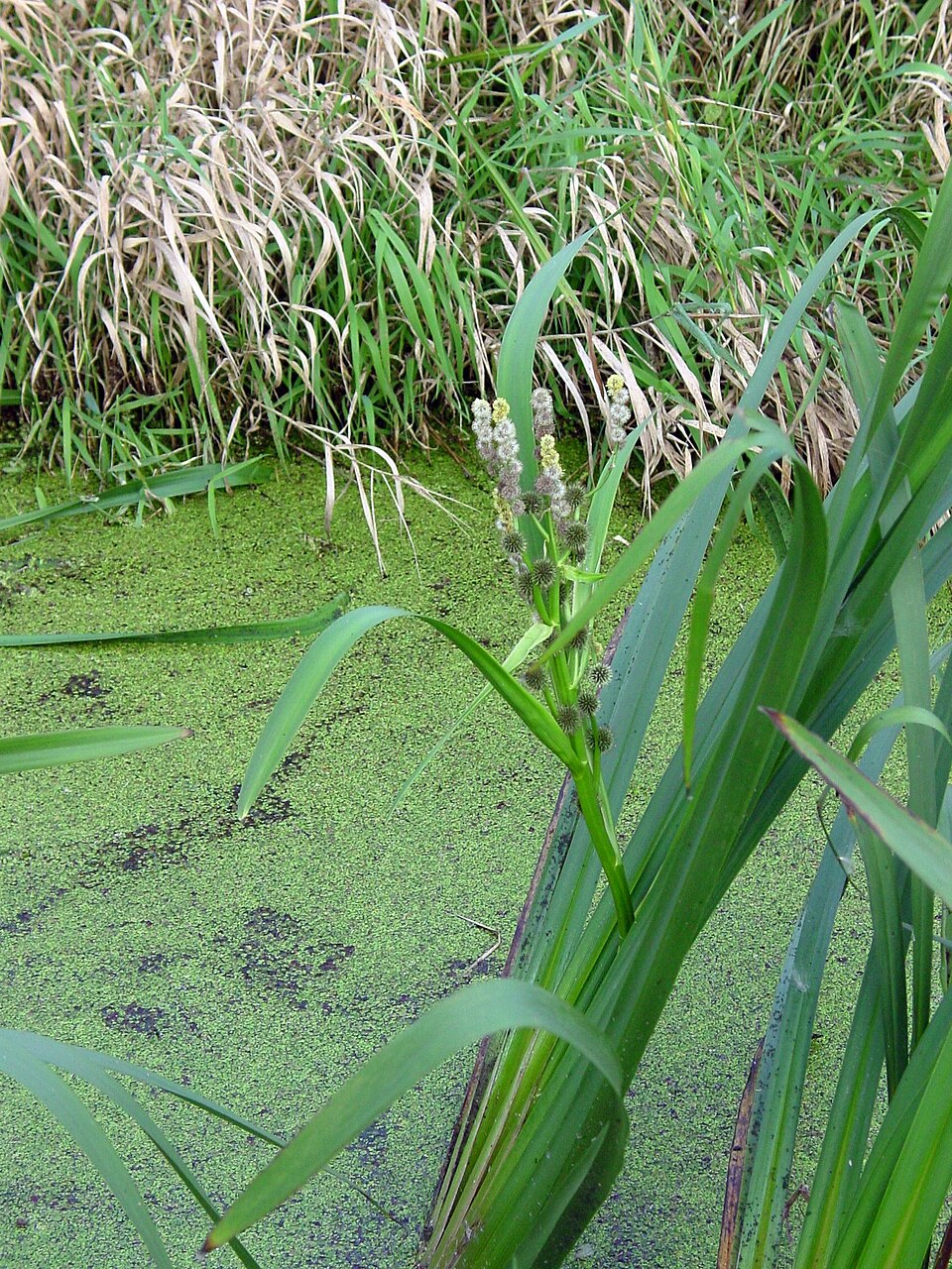 Sparganium erectum (Branched Bur-reed)