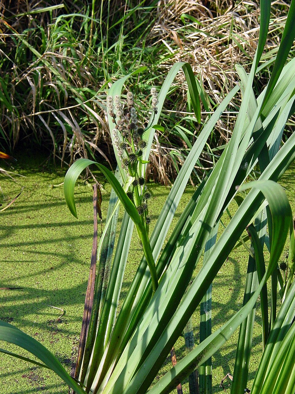 Sparganium erectum (Branched Bur-reed)