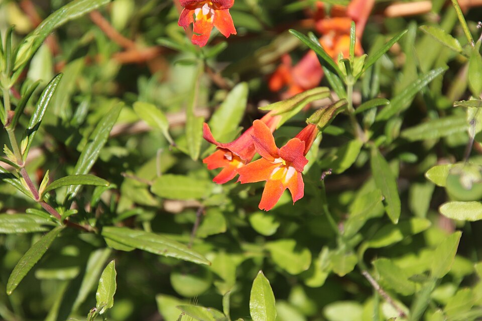 Diplacus × australis (San Diego Monkeyflower) (alternate view 2)