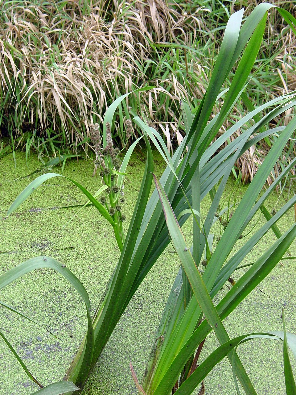 Sparganium erectum (Branched Bur-reed)