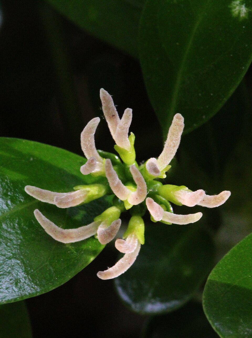 Coprosma repens (Taupata) (alternate view 6)