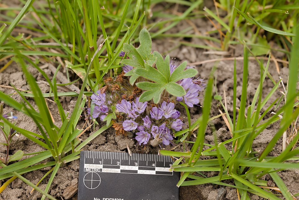 Hydrophyllum (Waterleaves) (alternate view 2)