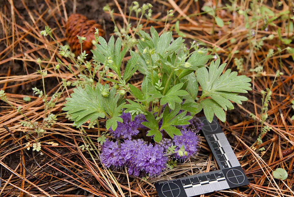 Hydrophyllum (Waterleaves) (alternate view 3)