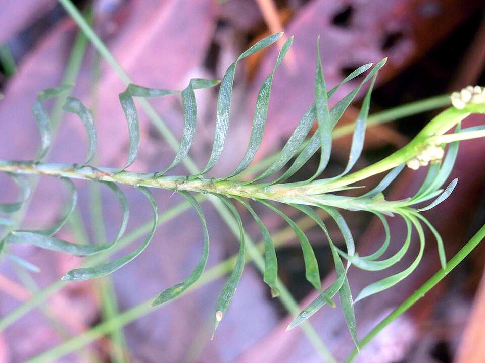 Lomandra obliqua (Fish Bones)