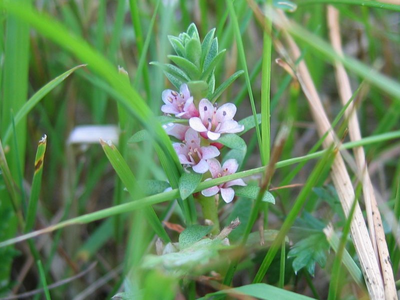 Lysimachia maritima (Sea Milkwort)