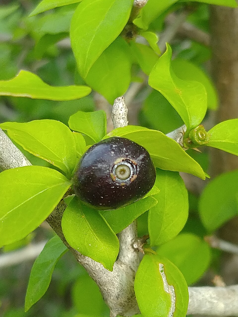 Condalia hookeri (Brasil) (alternate view 6)