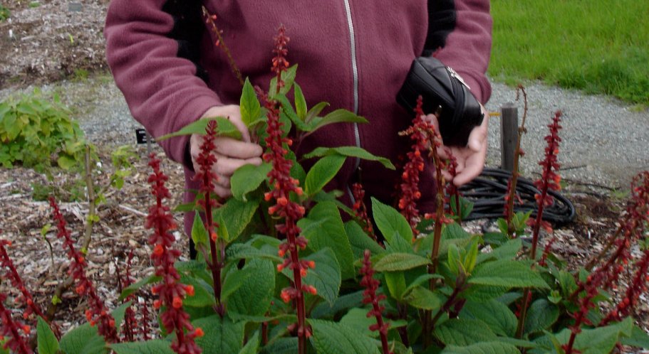 Salvia confertiflora (alternate view 6)