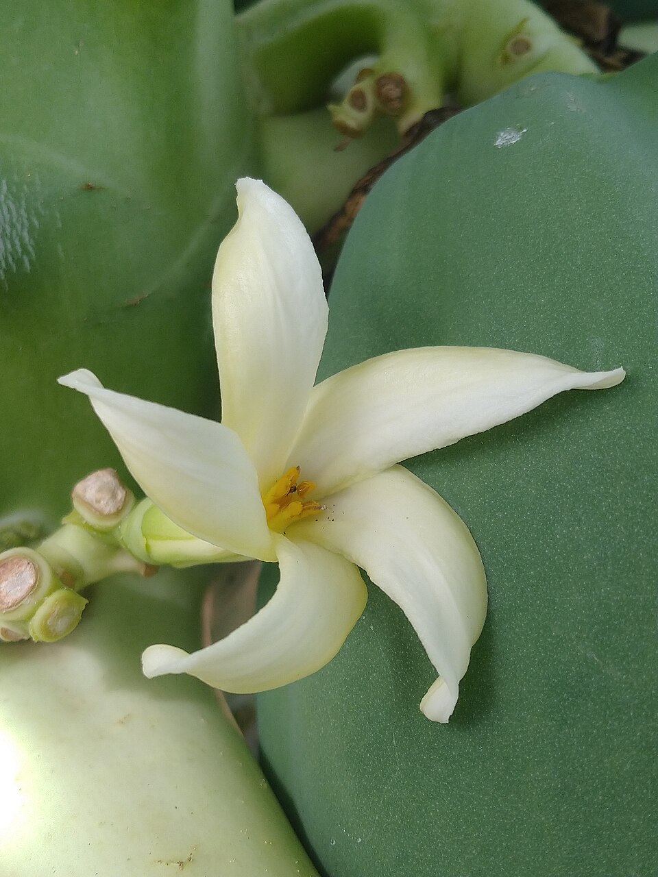 Carica (Papaya) (alternate view 2)