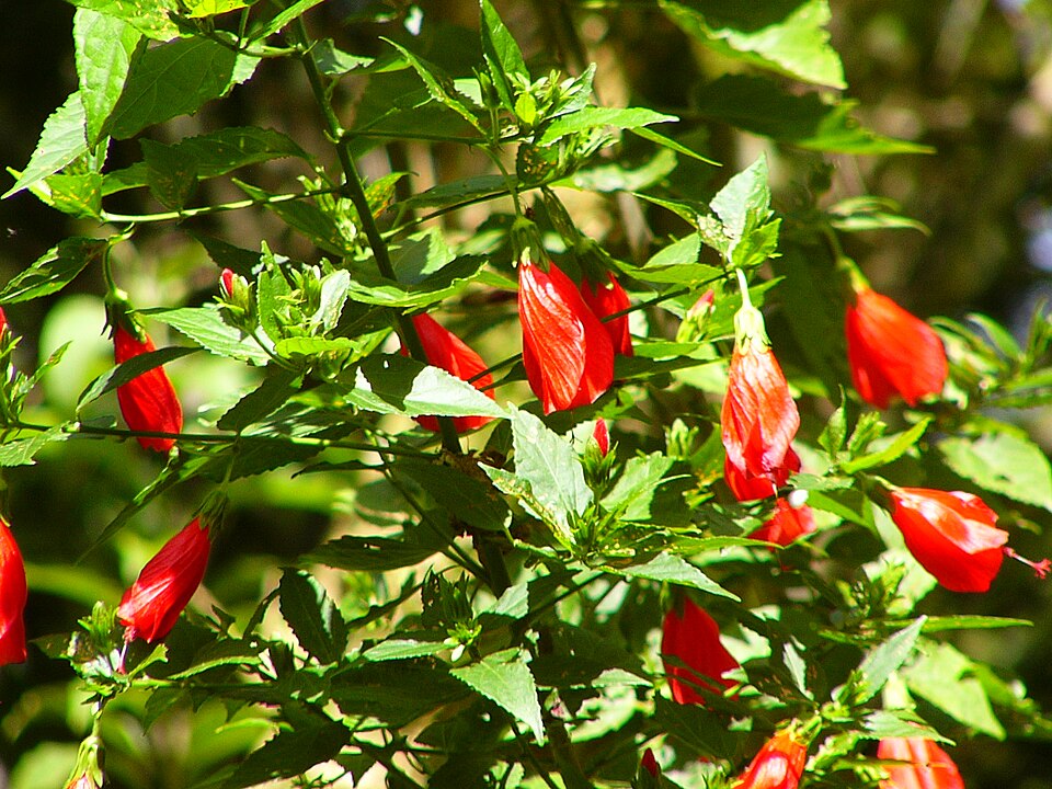 Malvaviscus arboreus (Turk's cap)