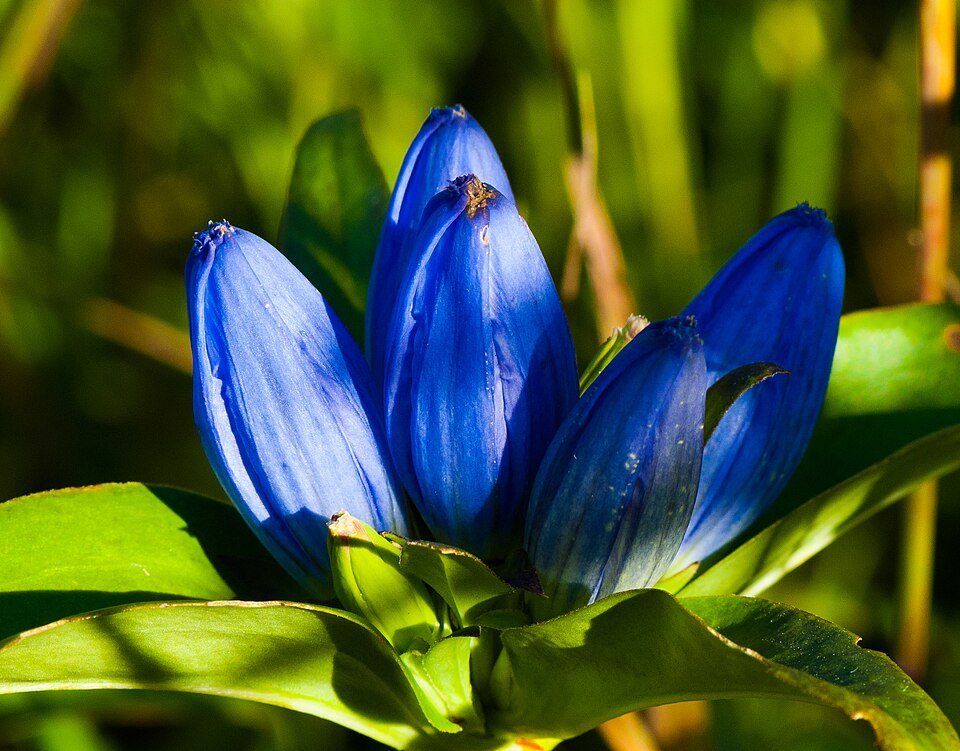 Gentiana andrewsii (closed bottle gentian) (alternate view 4)