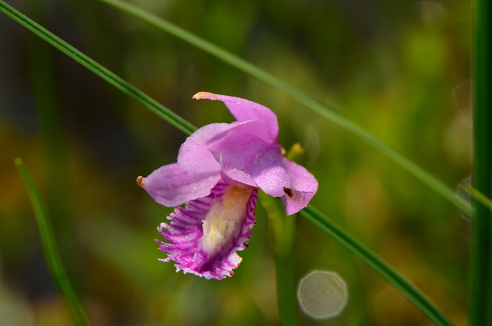 Pogonia ophioglossoides (Rose Pogonia) (alternate view 9)