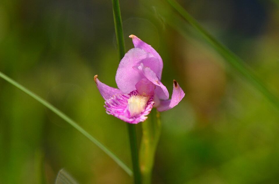 Pogonia ophioglossoides (Rose Pogonia) (alternate view 10)