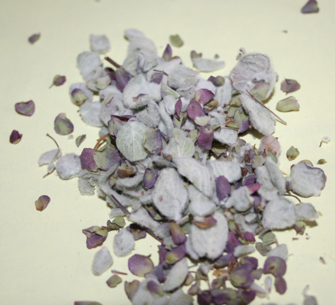 Origanum dictamnus (dittany of Crete) (alternate view 14)
