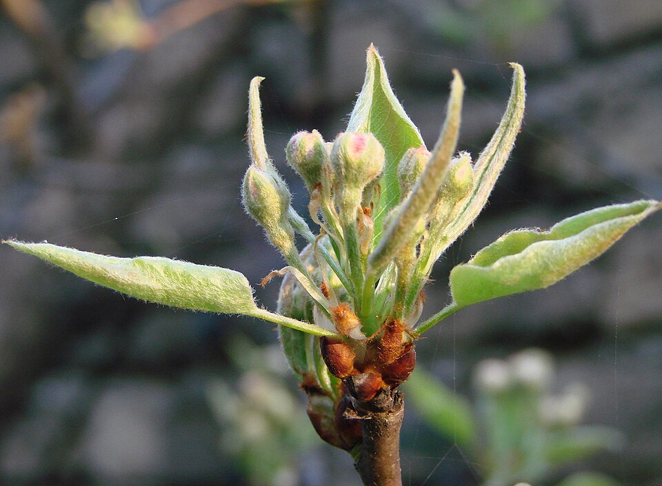 Eriobotrya japonica (Loquat) (alternate view 7)