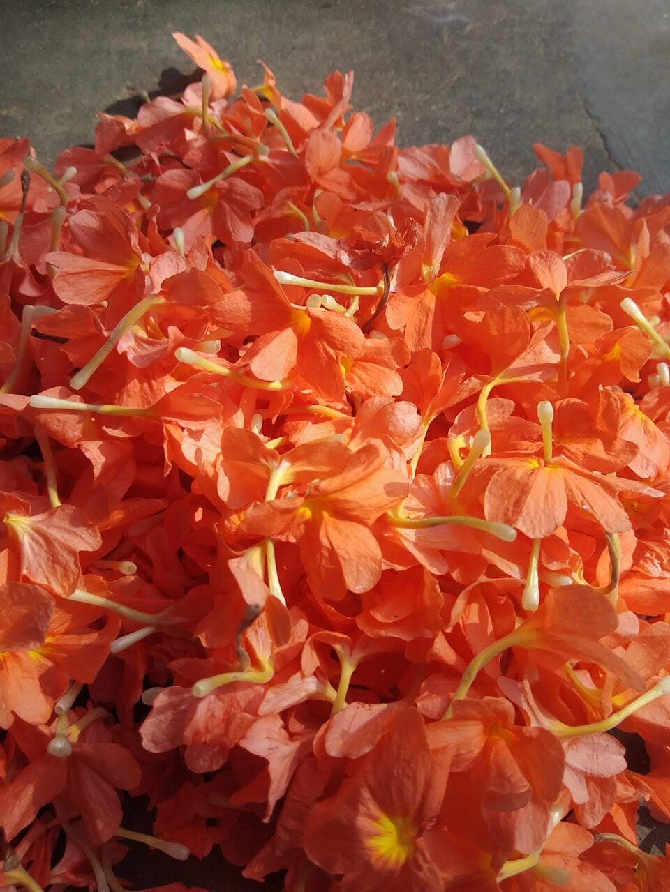 Crossandra (Crossandras) (alternate view 2)
