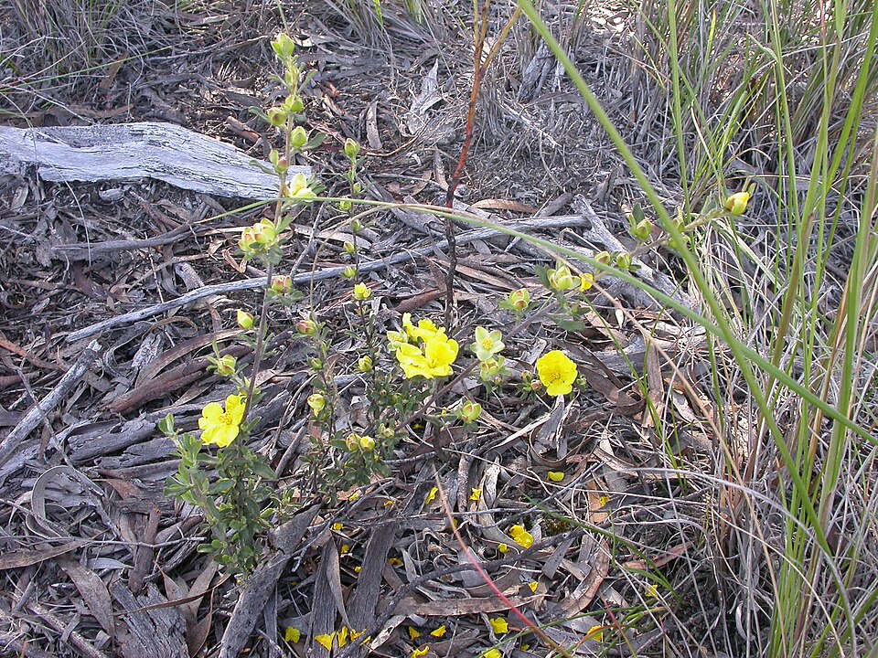 Hibbertia obtusifolia (grey guinea flower) (alternate view 7)