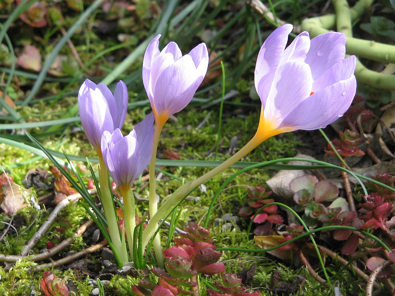 Crocus (crocus)