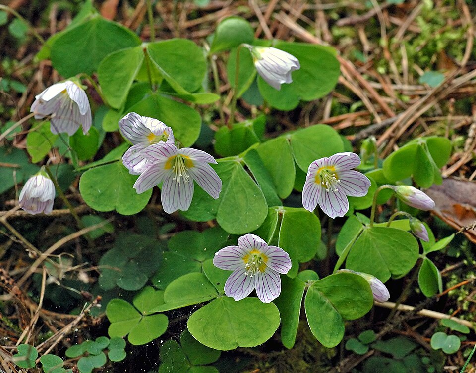Oxalis acetosella (European wood-sorrel)