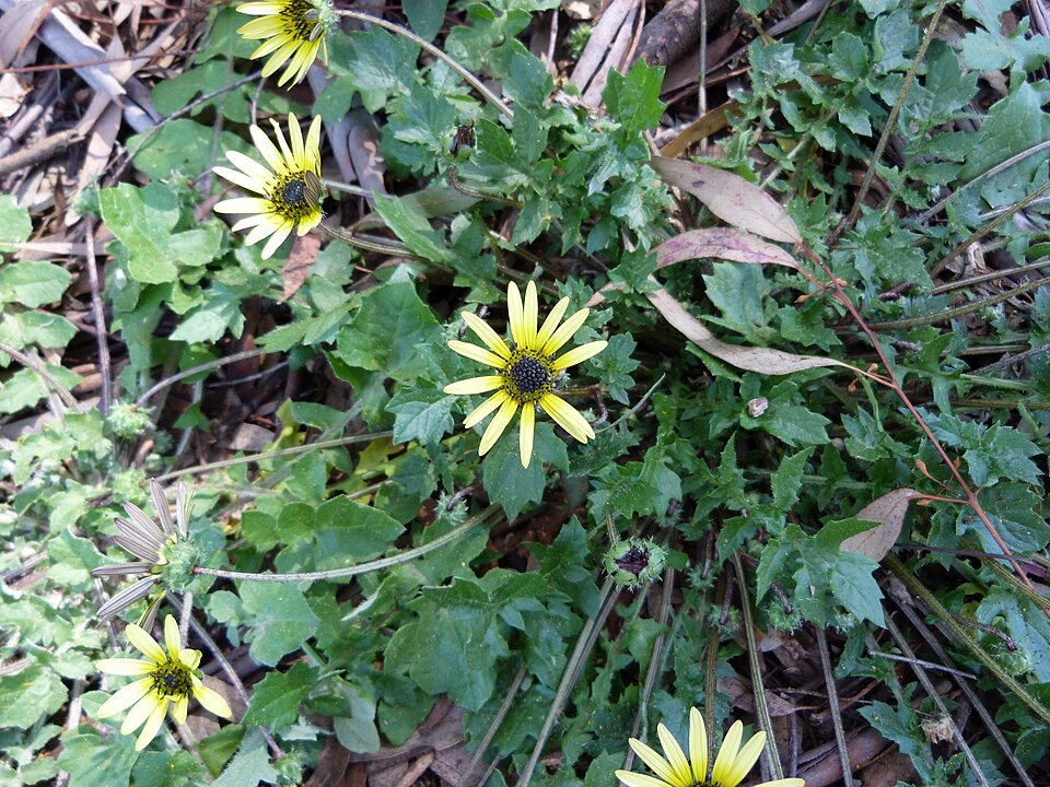 Arctotheca calendula (Capeweed) (alternate view 4)
