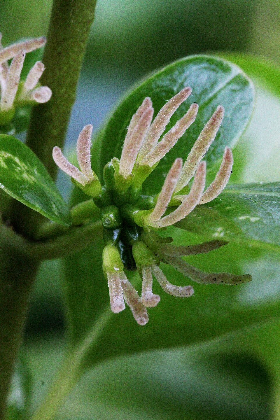 Coprosma repens (Taupata) (alternate view 7)