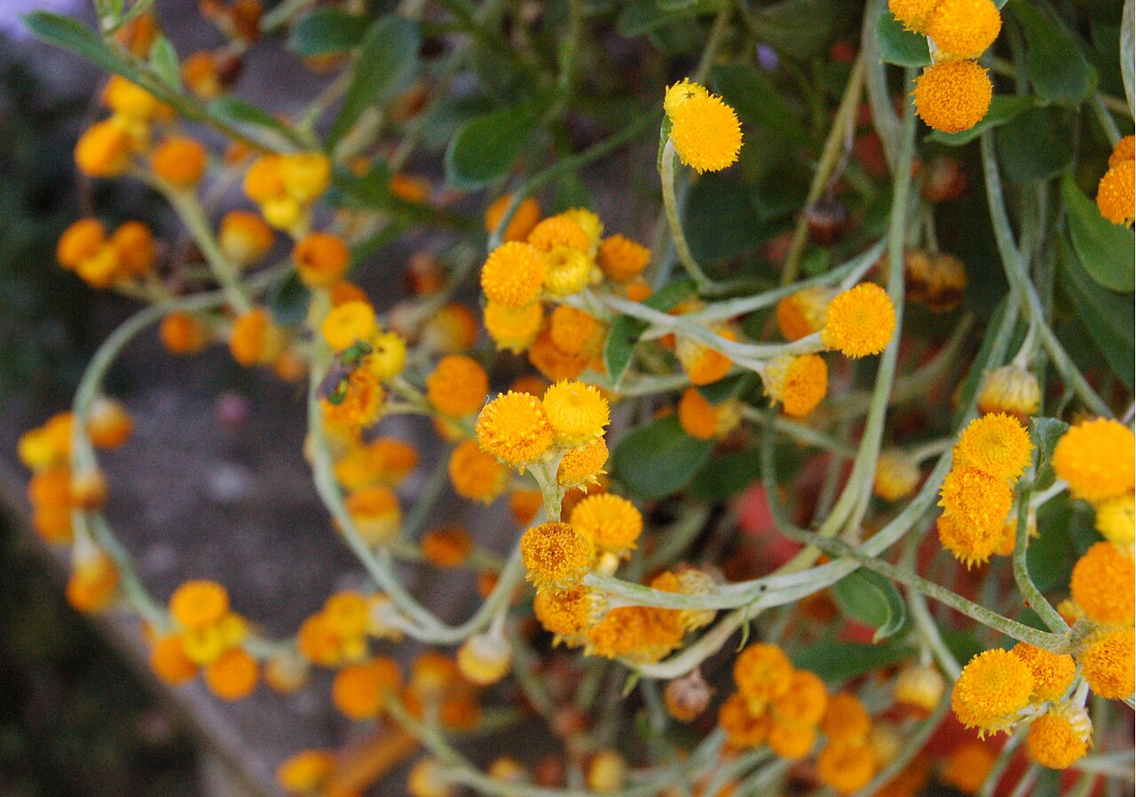Chrysocephalum apiculatum, Common everlasting — spreading evergreen (Asteraceae) (image 2 of 10)