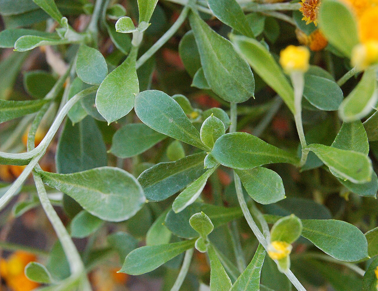 Chrysocephalum apiculatum, Common everlasting — spreading evergreen (Asteraceae) (image 3 of 10)