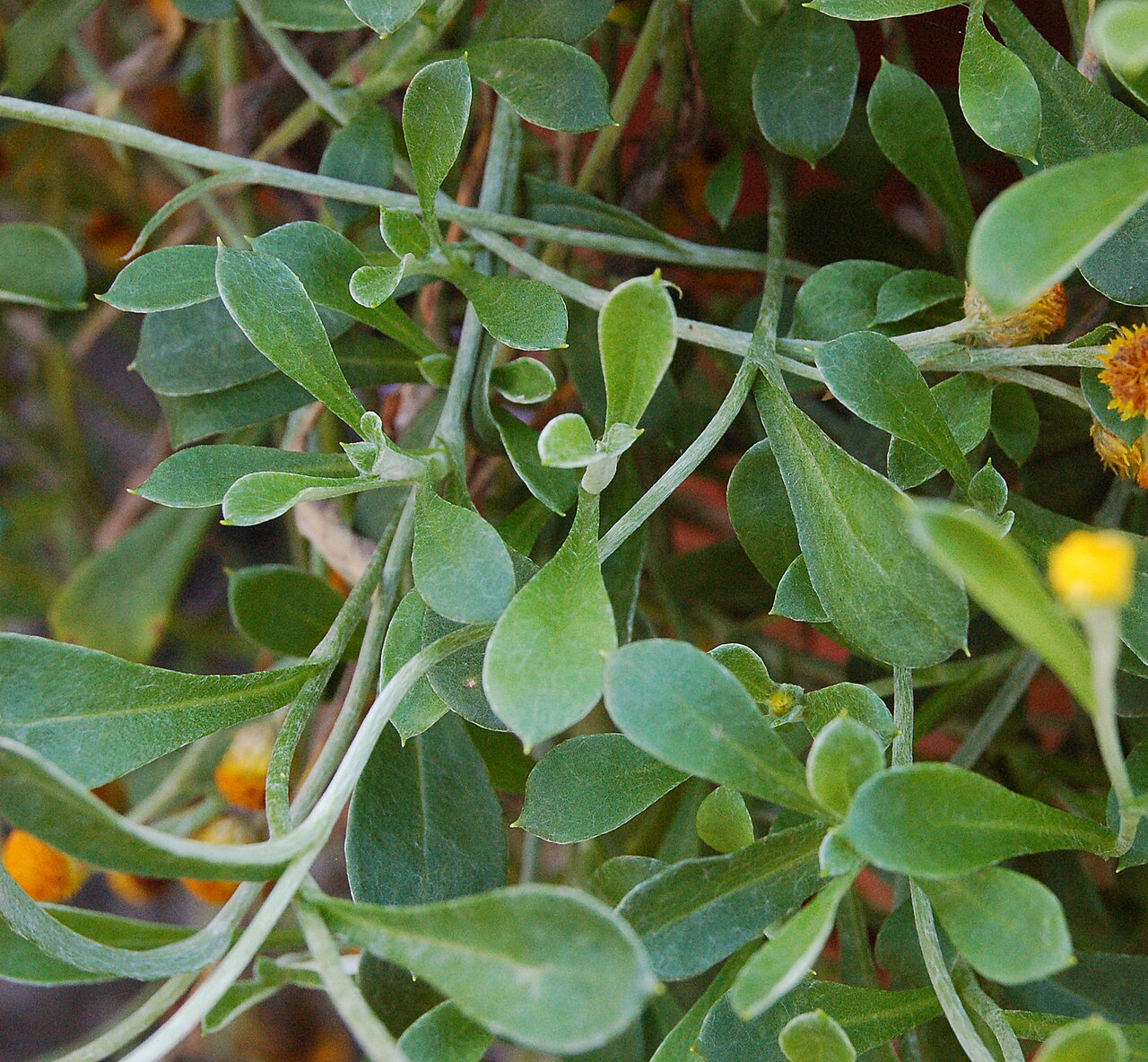 Chrysocephalum apiculatum, Common everlasting — spreading evergreen (Asteraceae) (image 4 of 10)