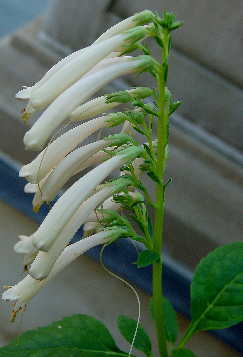 Phygelius x rectus (Cape Fuchsia)