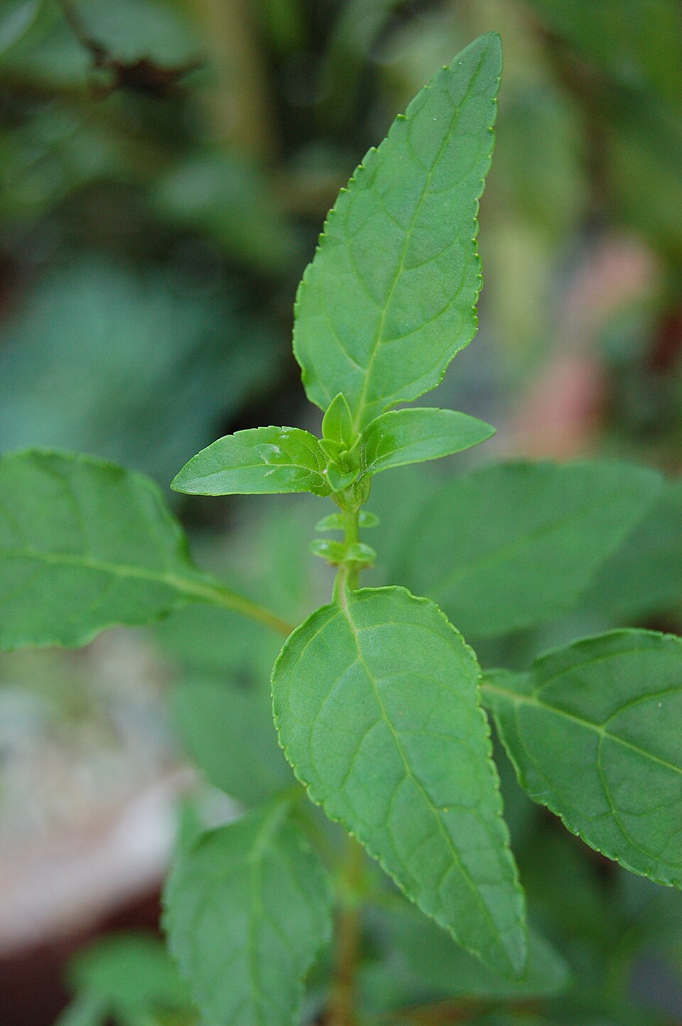 Phygelius x rectus (Cape Fuchsia) (alternate view 2)