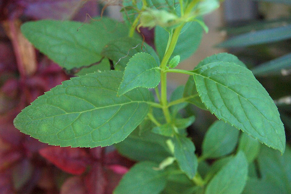 Phygelius x rectus (Cape Fuchsia) (alternate view 3)