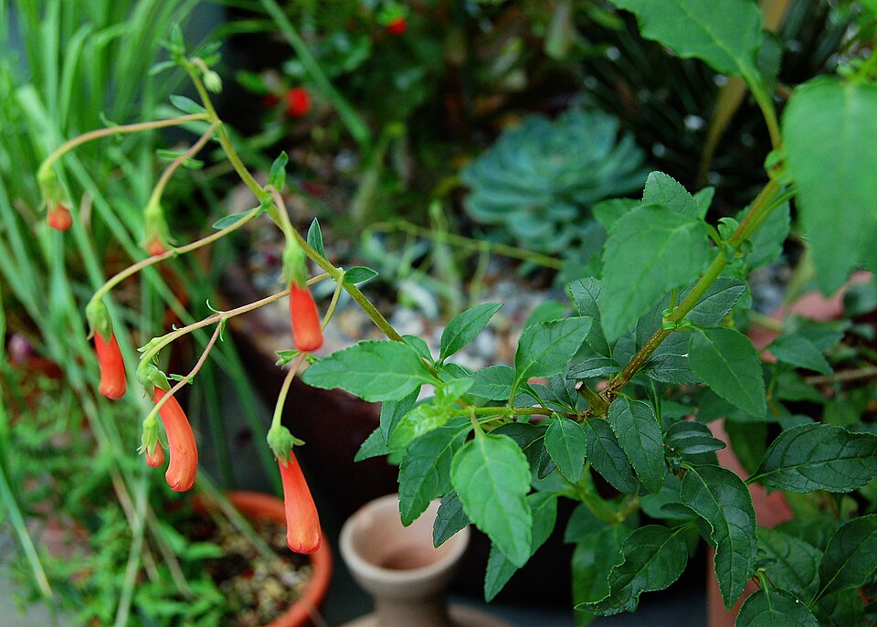 Phygelius x rectus (Cape Fuchsia) (alternate view 4)