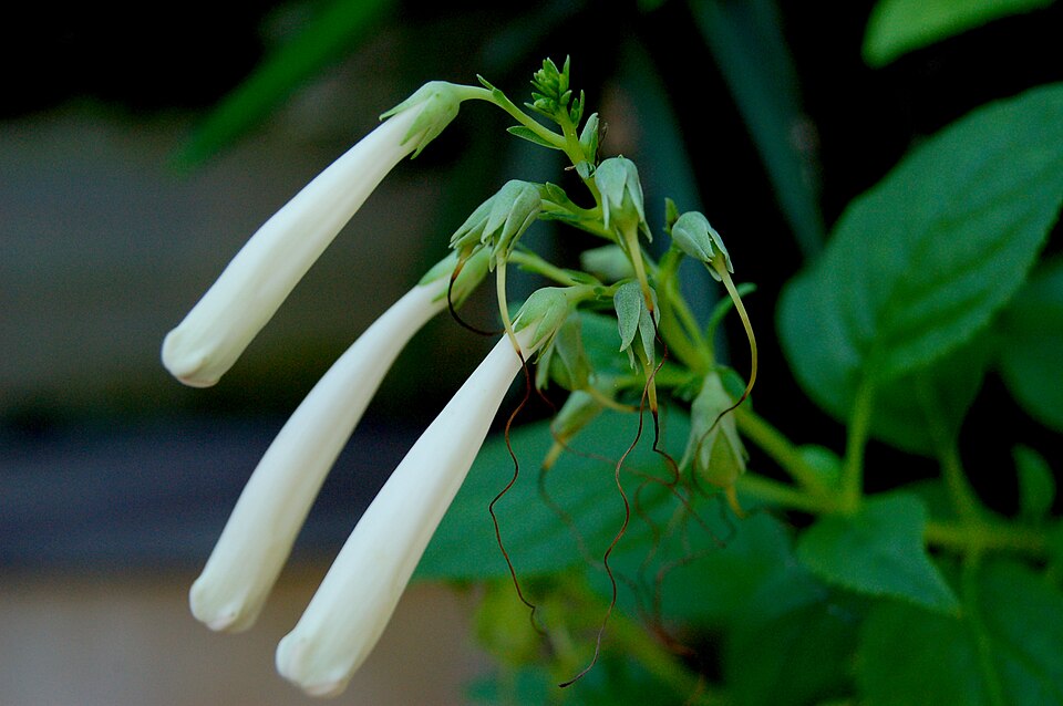 Phygelius x rectus (Cape Fuchsia) (alternate view 5)