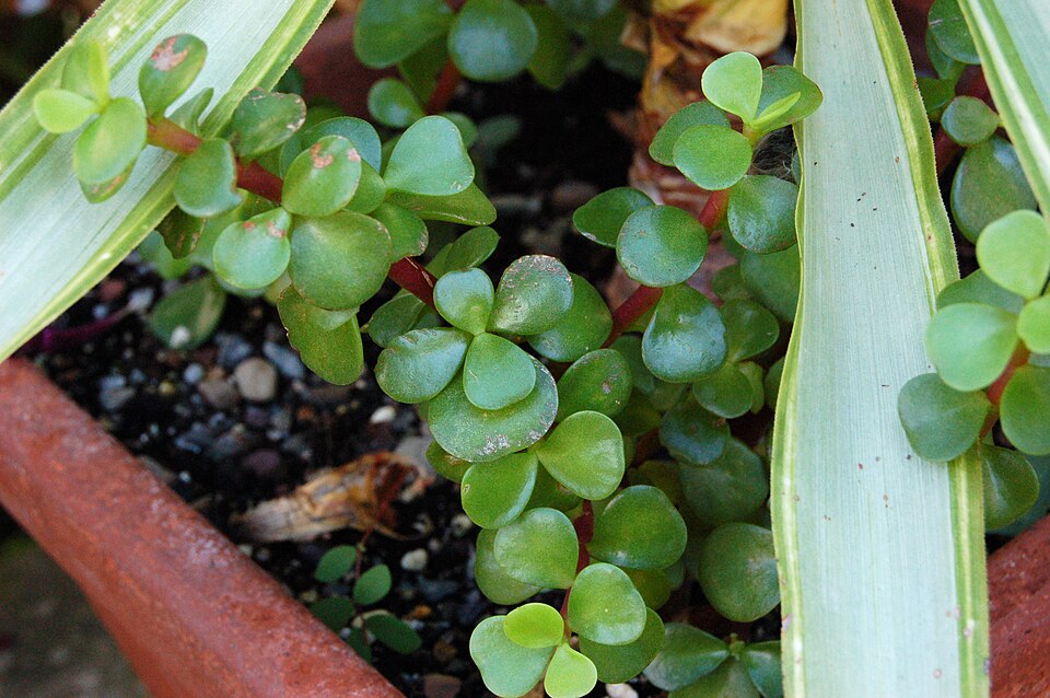 Portulacaria afra (Jade Plant) (alternate view 8)