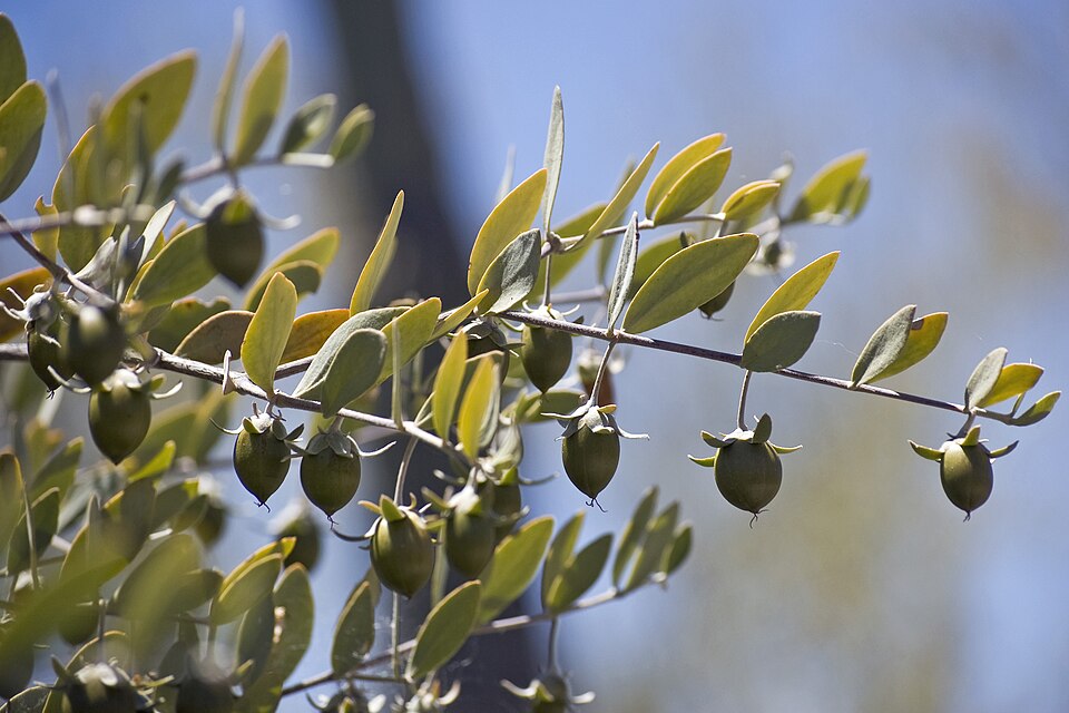 Simmondsia chinensis (jojoba) (alternate view 9)