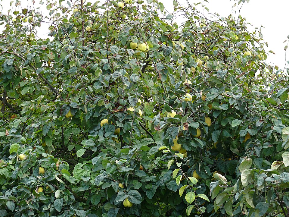 Cydonia oblonga (Quince) (alternate view 6)