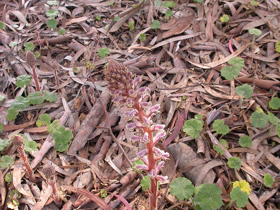Orobanche minor (Common Broomrape)