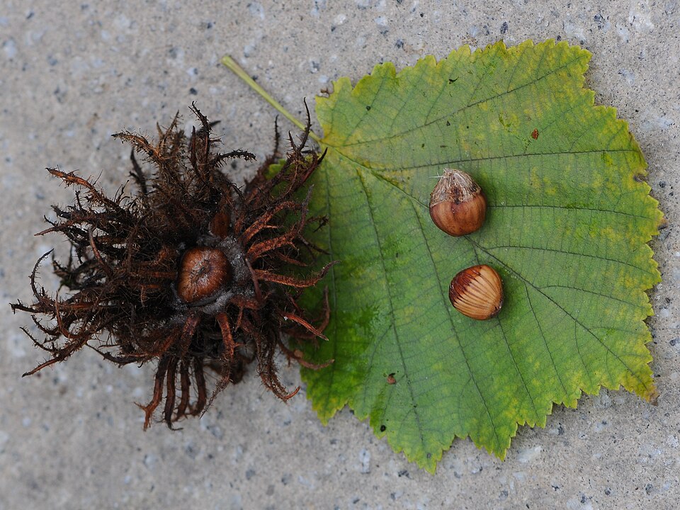 Corylus colurna (Turkish Hazelnut) (alternate view 10)