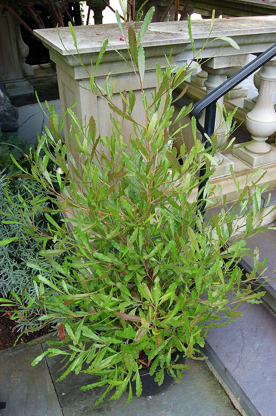 Dodonaea viscosa 'Purpurea'